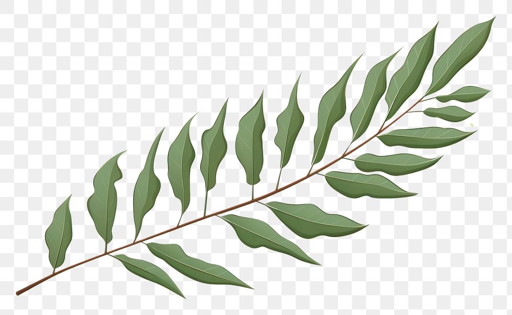 PNG Leaf plant tree branch.