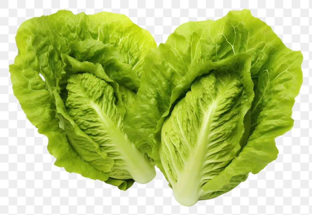 PNG Hearts of romaine lettuce vegetable plant food.