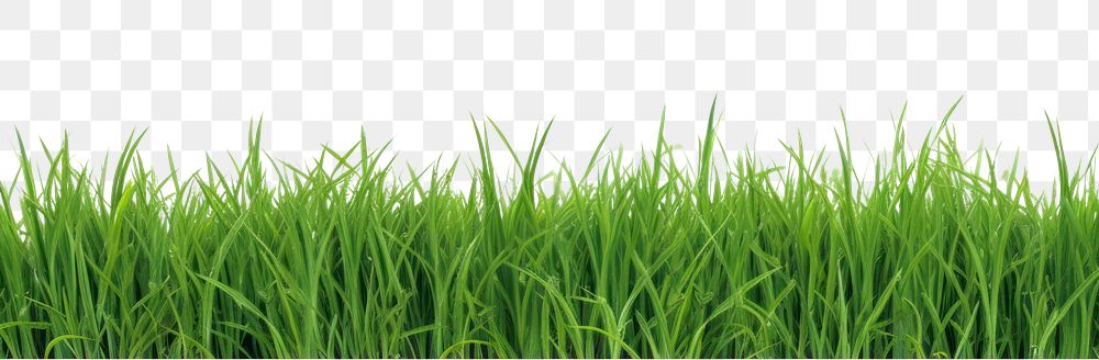 PNG Green grass field border backgrounds plant lawn.