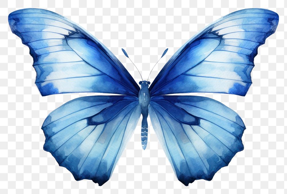 PNG Blue Butterfly Watercolor butterfly animal insect.