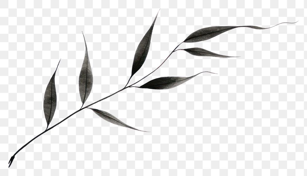 PNG Leaf drawing sketch plant