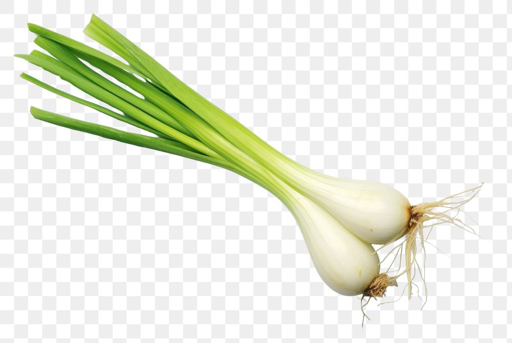 PNG Negi japanese long onion vegetable plant food.