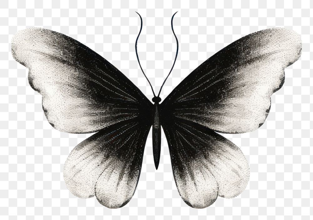 PNG Butterfly drawing insect animal.