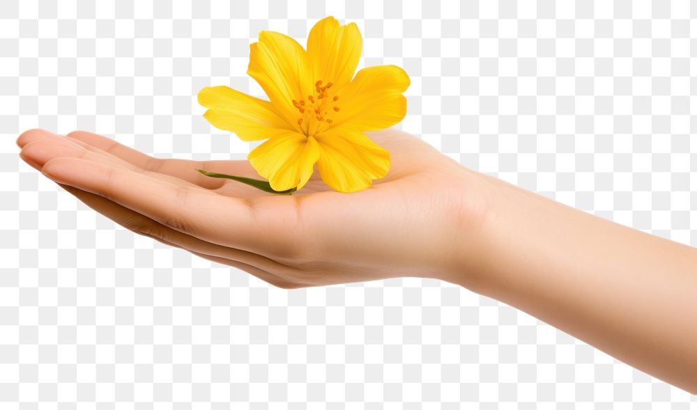 PNG Yellow flower on hand finger petal plant.