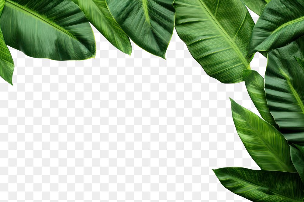 PNG Nature plant green backgrounds.