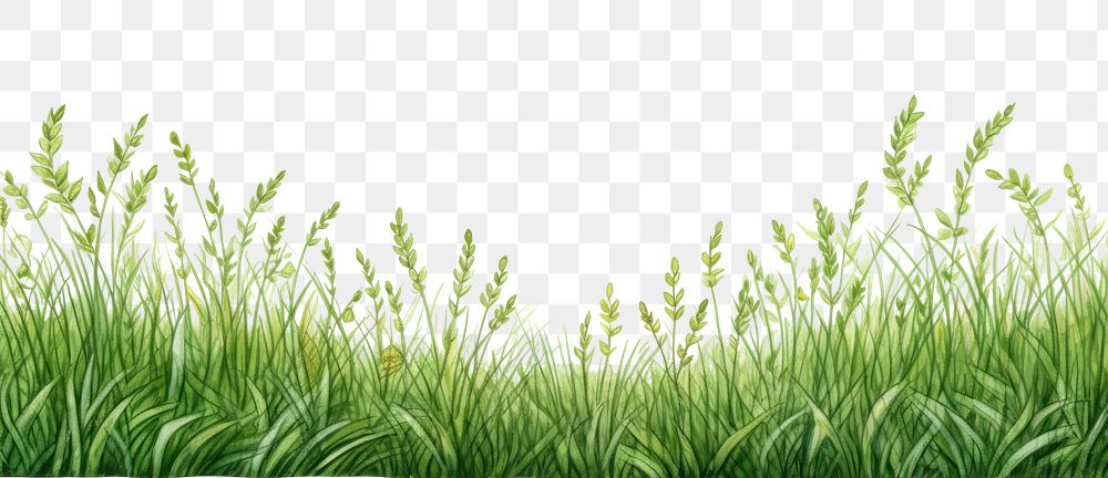 PNG  Grass green backgrounds outdoors.