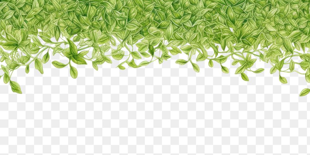 PNG  Green backgrounds plant herbs.