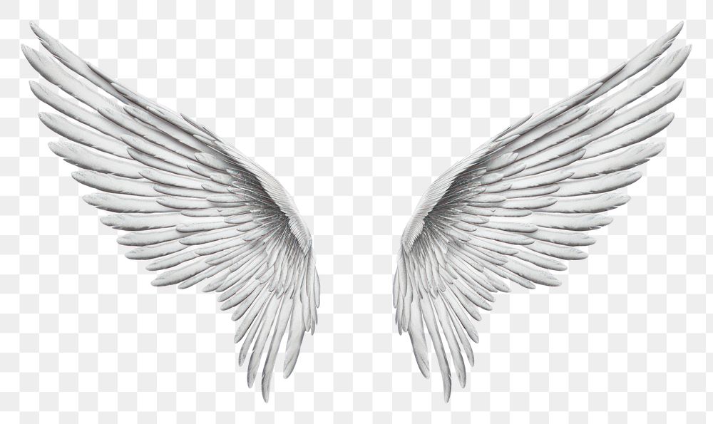 PNG Wings drawing sketch white.