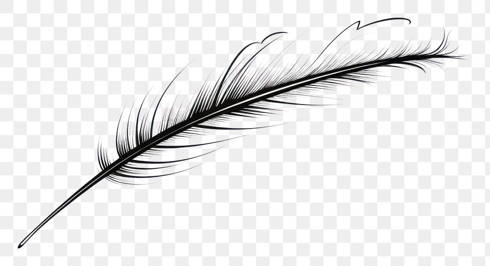 PNG Feather drawing feather sketch.