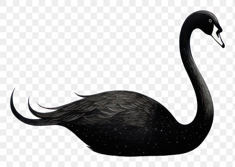 PNG Black swan animal bird beak.