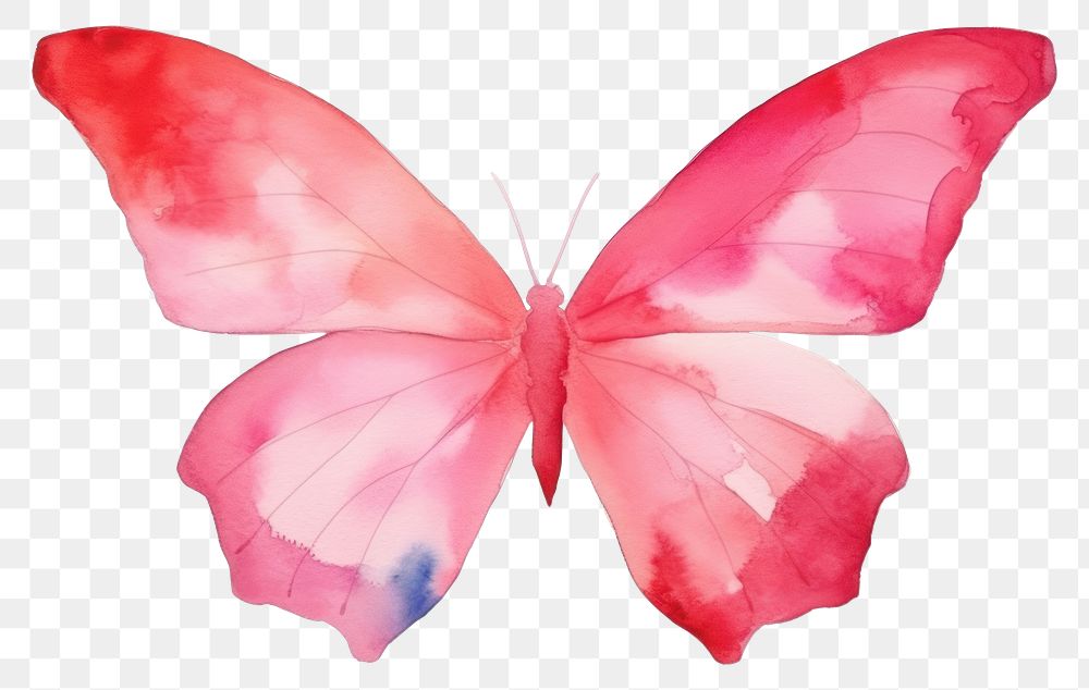 PNG Petal creativity butterfly fragility.