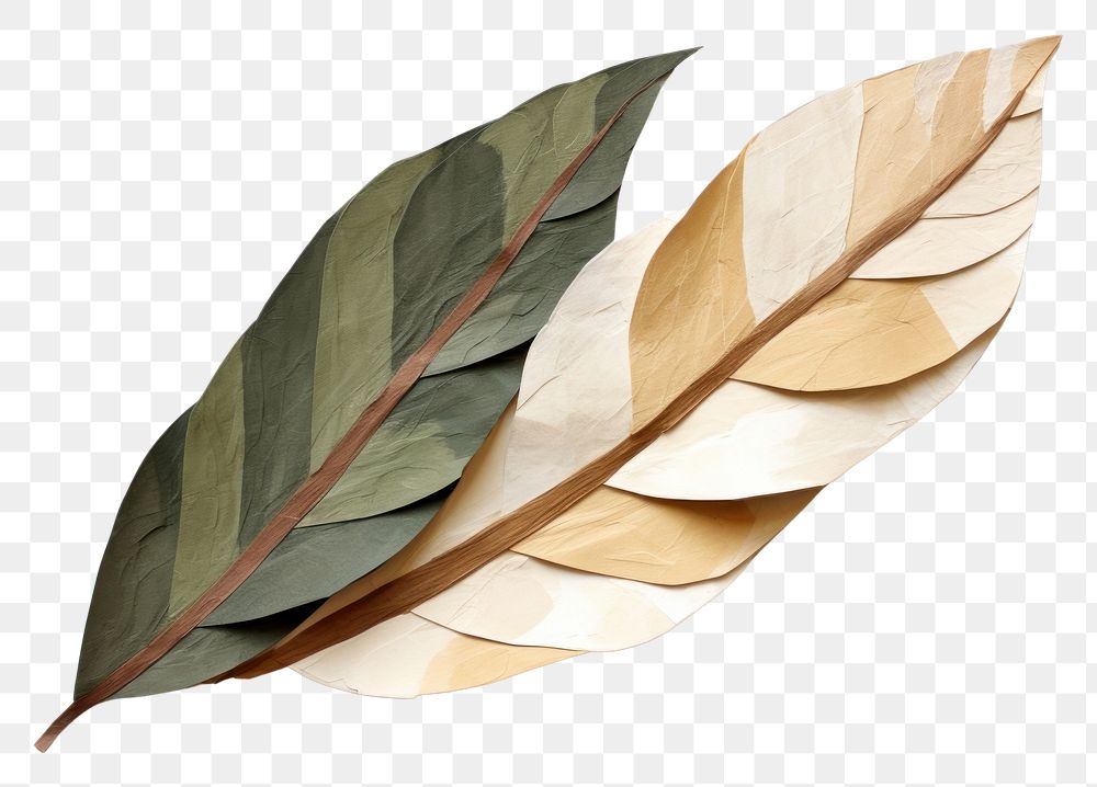 PNG Plant leaf creativity pattern.