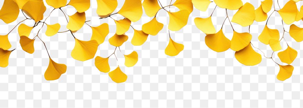 PNG Yellow ginkgo leaves border backgrounds plant petal.