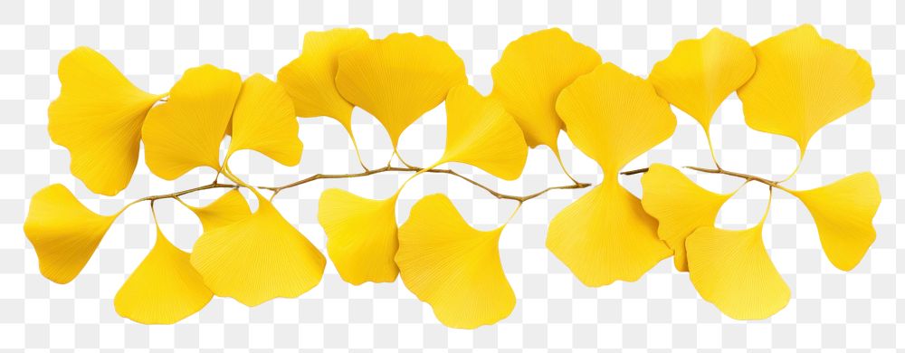 PNG Yellow ginkgo leaves border flower petal plant.