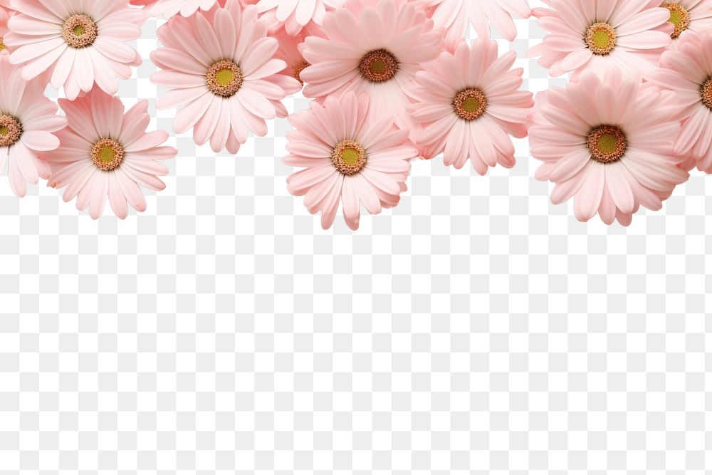 PNG Flower daisy backgrounds petal.
