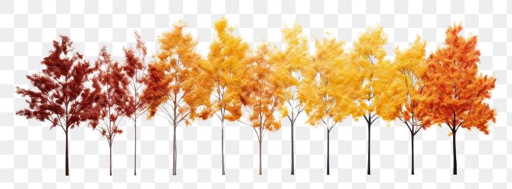 PNG Autumn tree border outdoors nature plant.