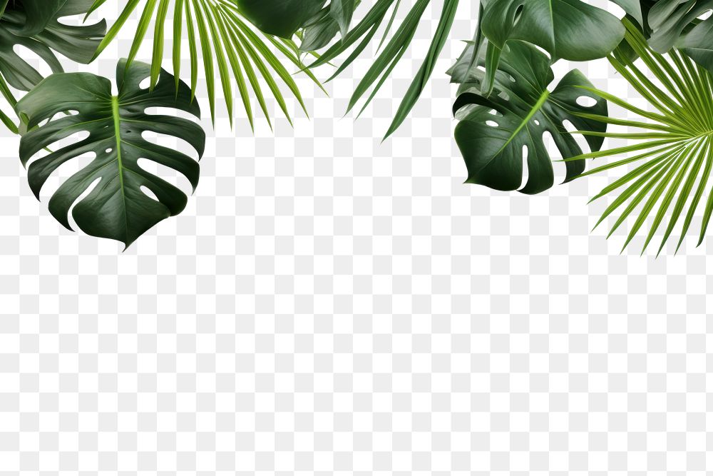 PNG Monstera delicosa leaves border backgrounds outdoors nature.