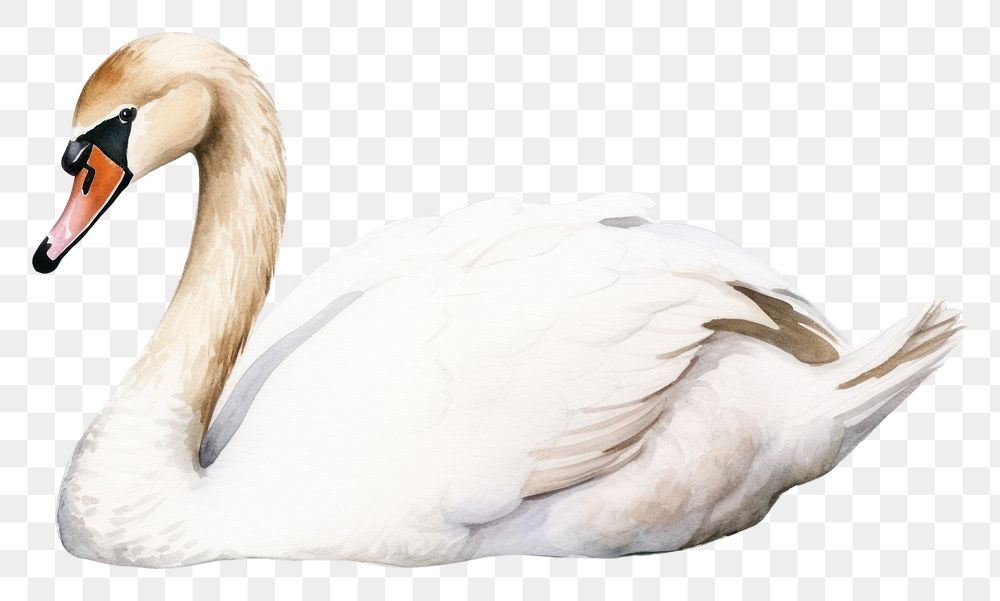 PNG Swan animal white bird.