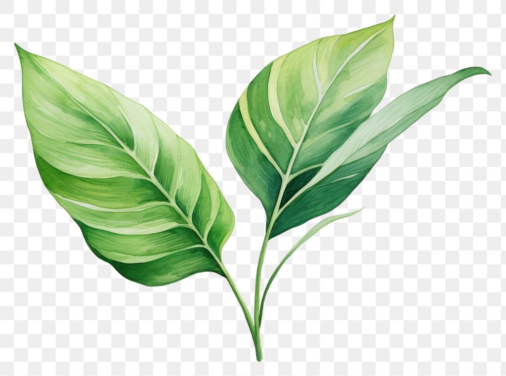 PNG Tropical plant leaf freshness pattern.