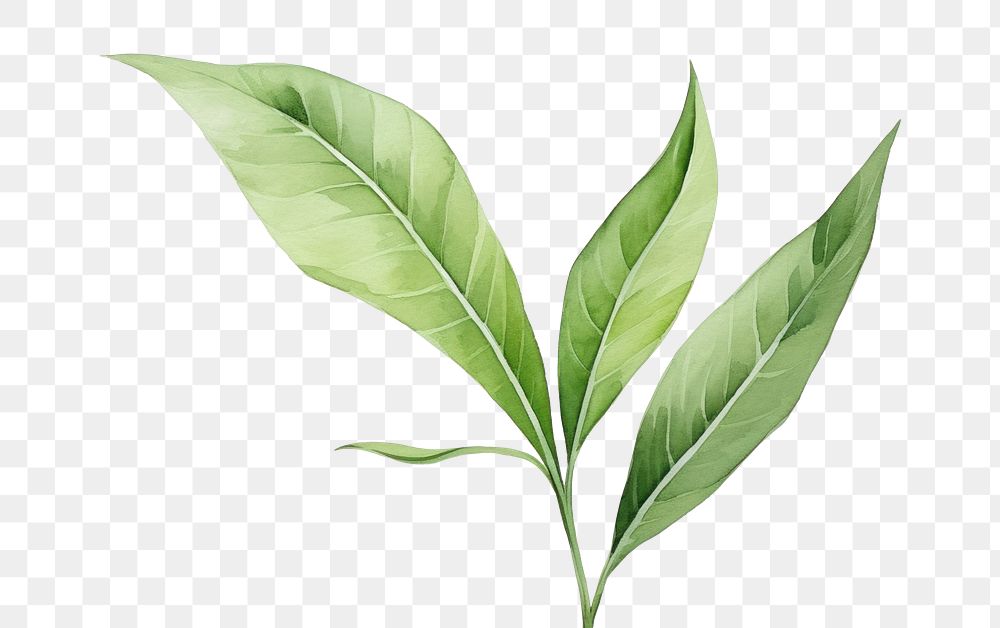 PNG Tropical plant leaf annonaceae freshness