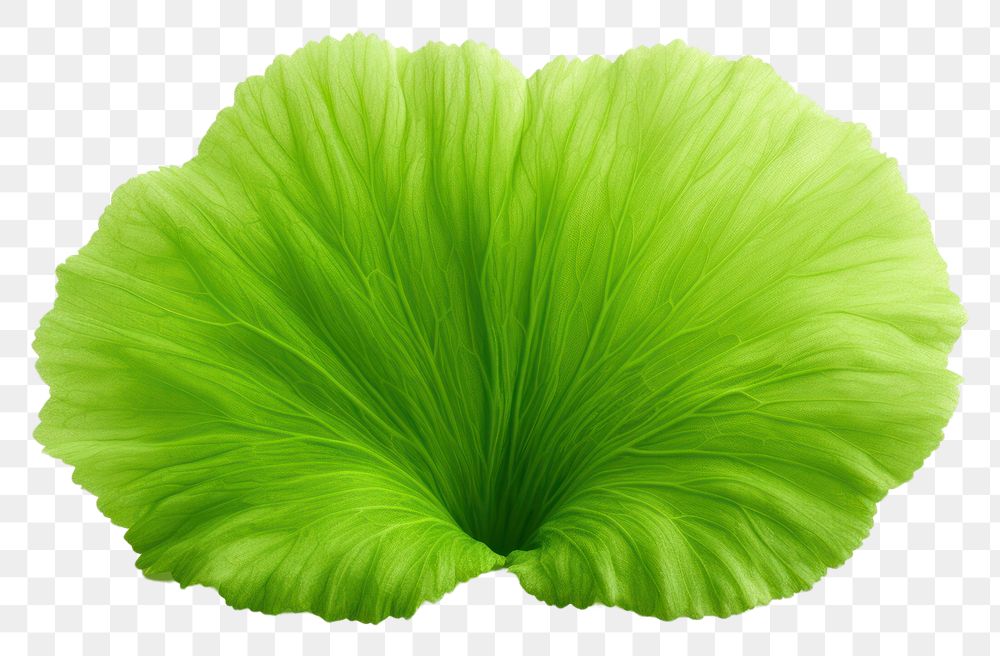 PNG Lotus leaf vegetable plant petal.
