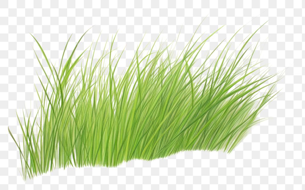 PNG Grass plant white background tranquility.