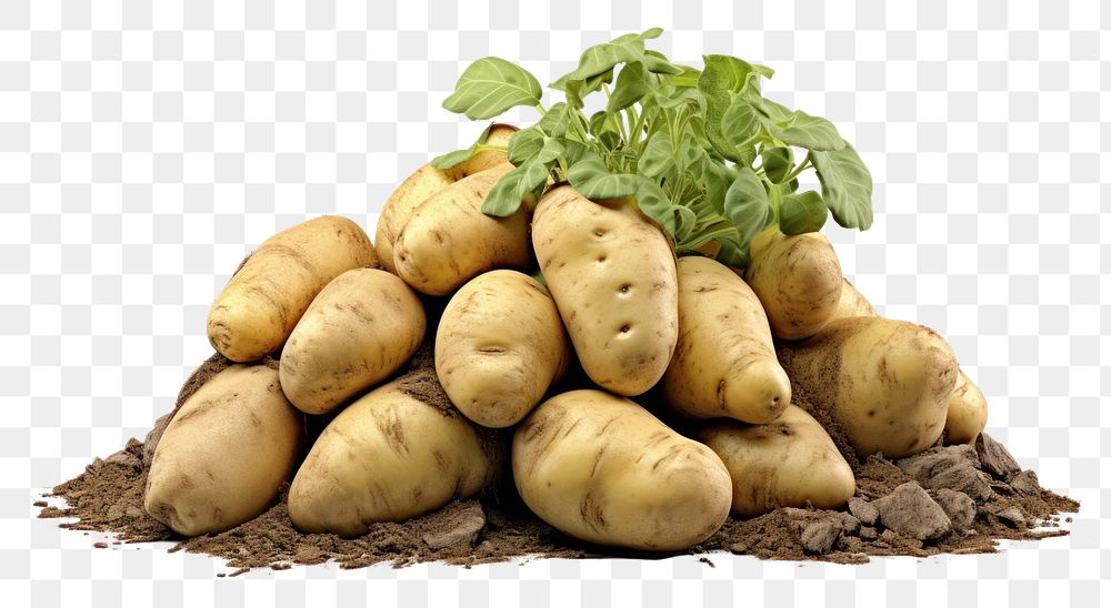 PNG Potato vegetable plant food.