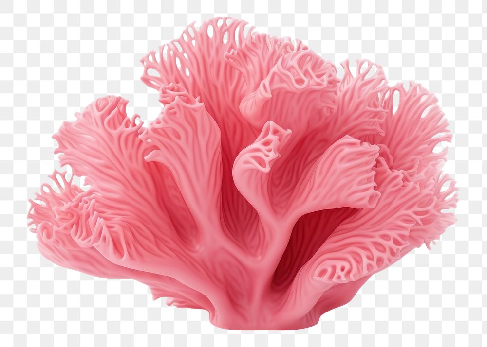 PNG Pink decorative coral nature plant pink.