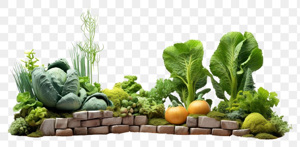 PNG Vegetable garden plant herbs food.