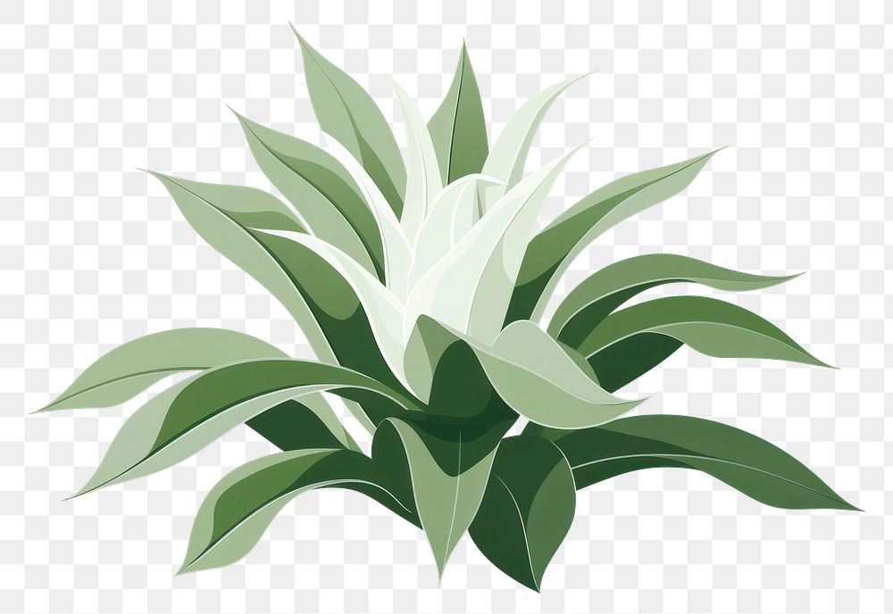 PNG Staghorn fern plant green herbs.