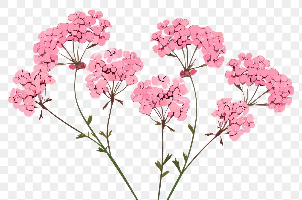 PNG Pink yarrow blooms blossom flower plant.
