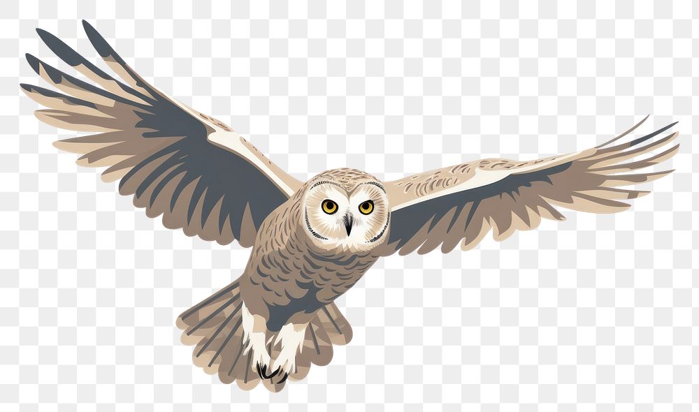 PNG Ural owl flying animal bird white background.