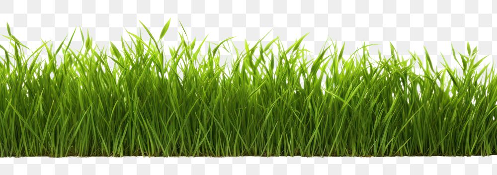 PNG Grass border backgrounds plant green.