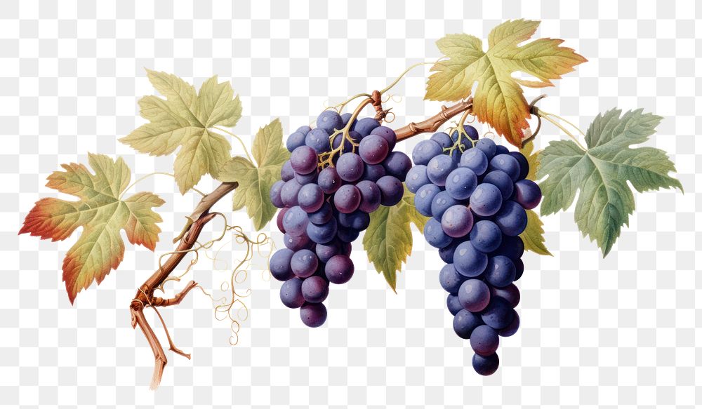 PNG Grape grapes fruit plant.