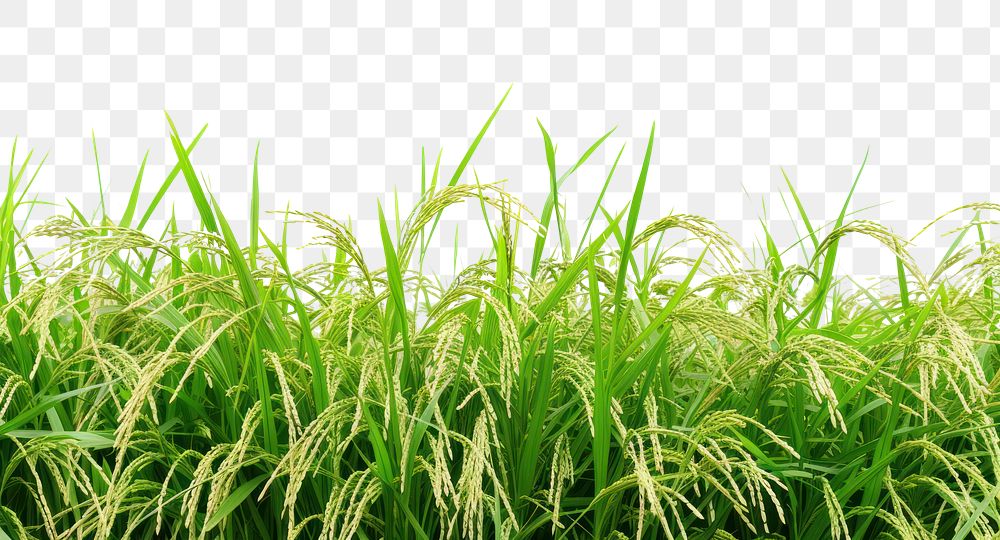 PNG Rice field nature backgrounds landscape.