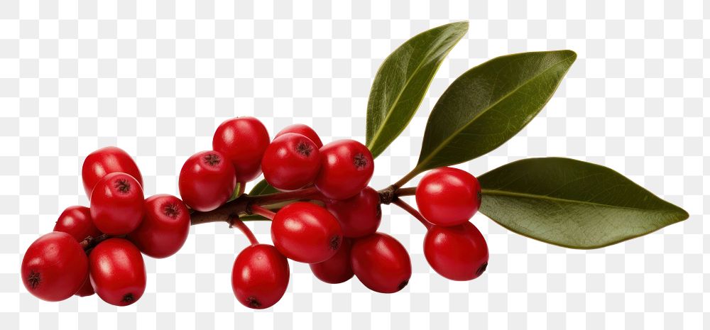 PNG Photography of dahoon holly cherry plant fruit.