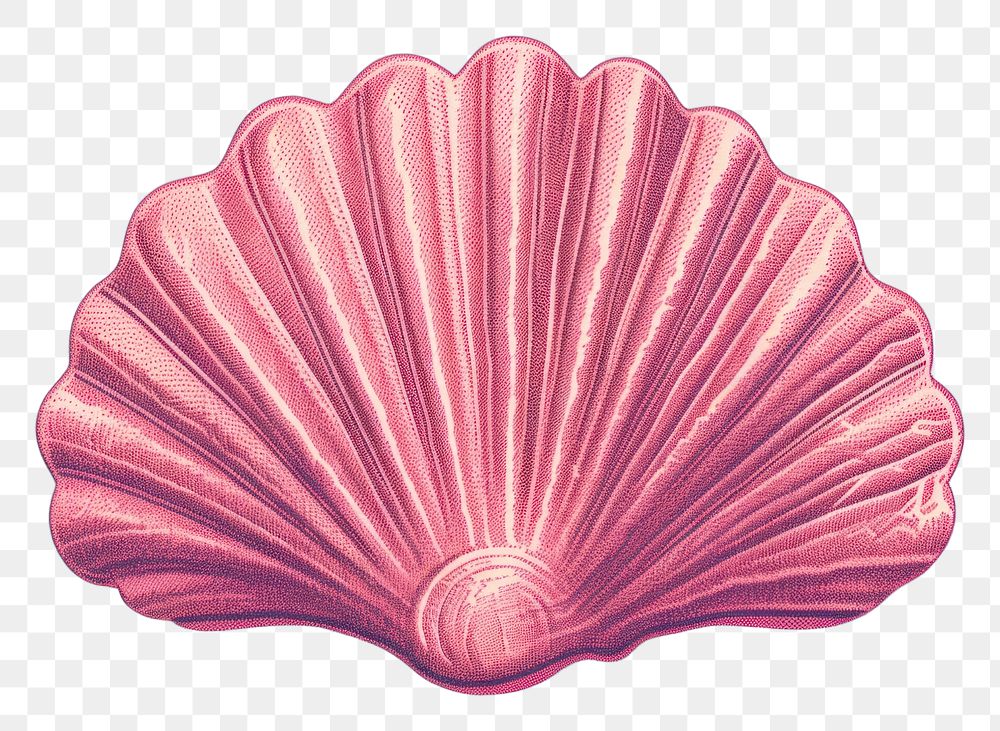 PNG Shell invertebrate seashell pattern.