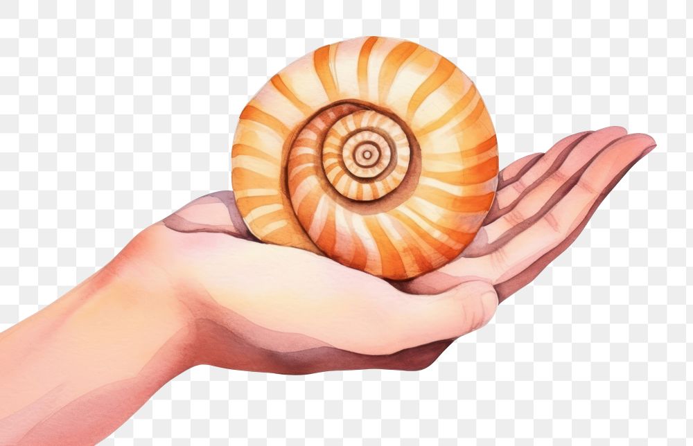 PNG Hand holding saturn white background invertebrate seashell.