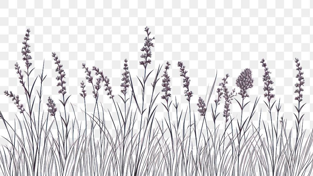 PNG Lavender outline sketch drawing flower plant.