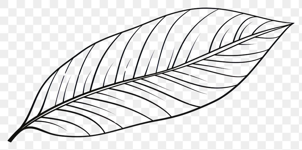 PNG Leaf outline sketch drawing plant illustrated.