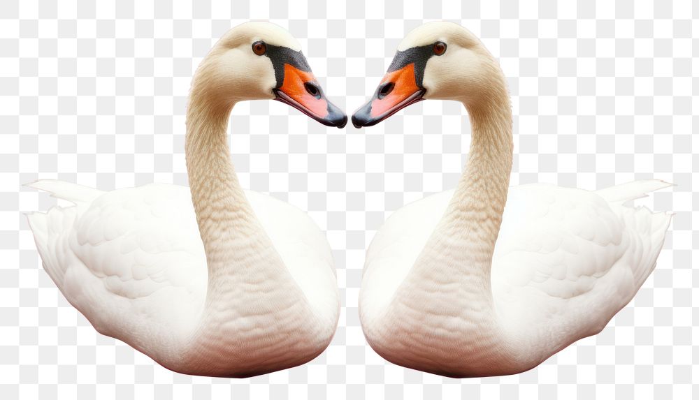 PNG Two geese heads animal goose heart.