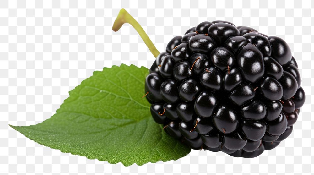 PNG Blackberry fruit plant food.