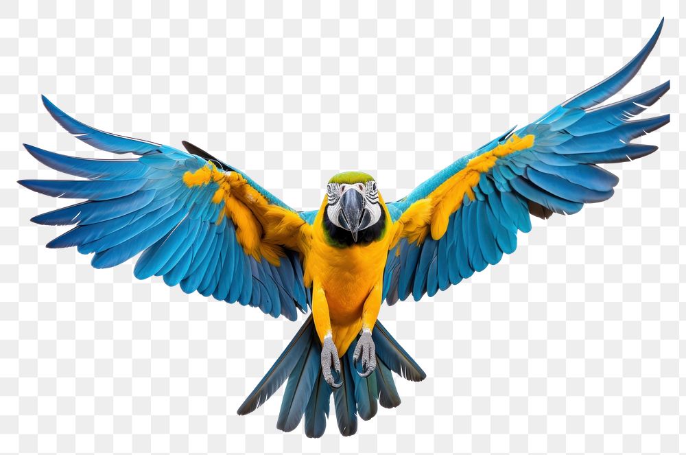 PNG Blue and yellow macaw parrot animal flying bird.