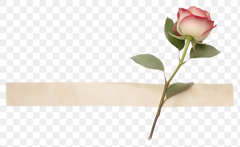 PNG Minimal adhesive tape is stuck on the rose flower plant white background.