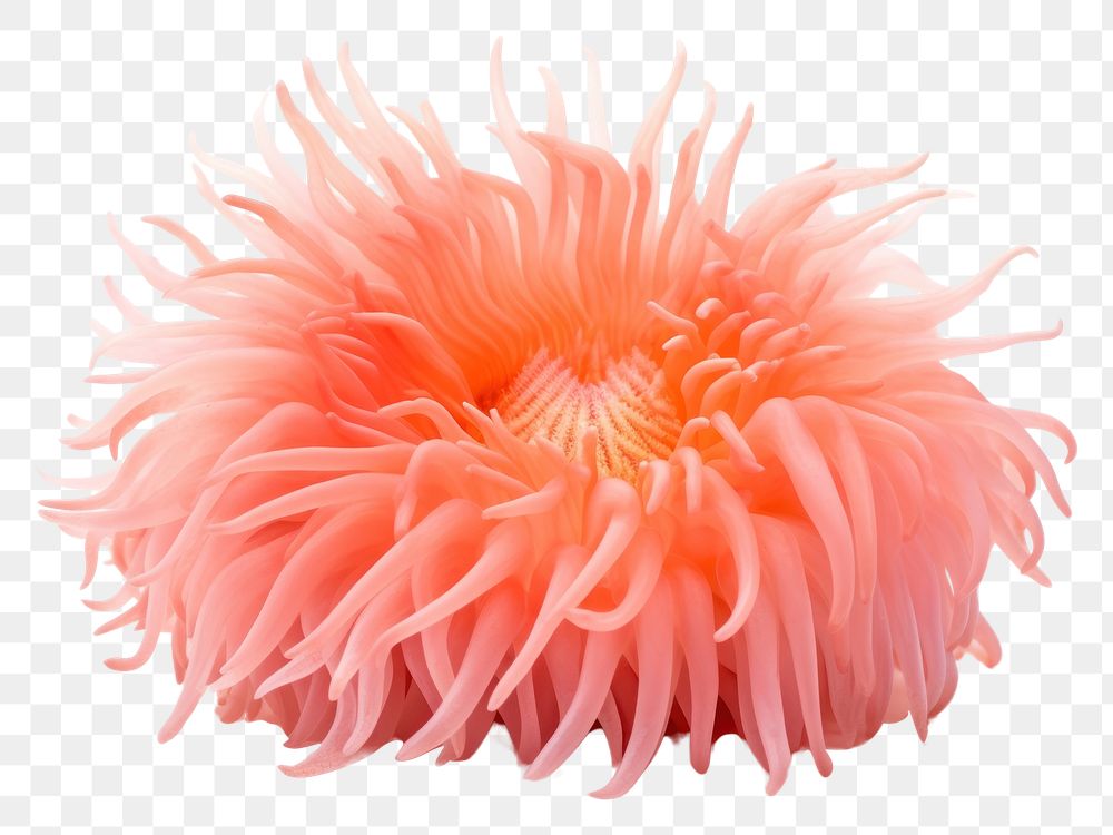 PNG Sea anemone dahlia flower plant.