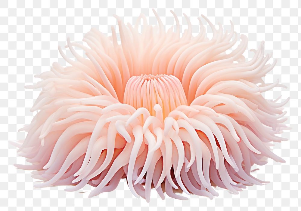 PNG Sea anemone plant white background invertebrate.