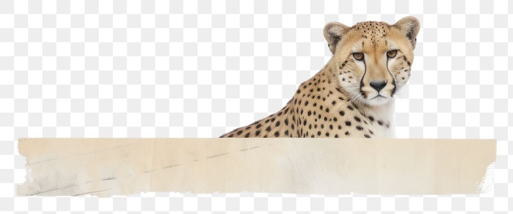 PNG Panther ephemera wildlife leopard cheetah.