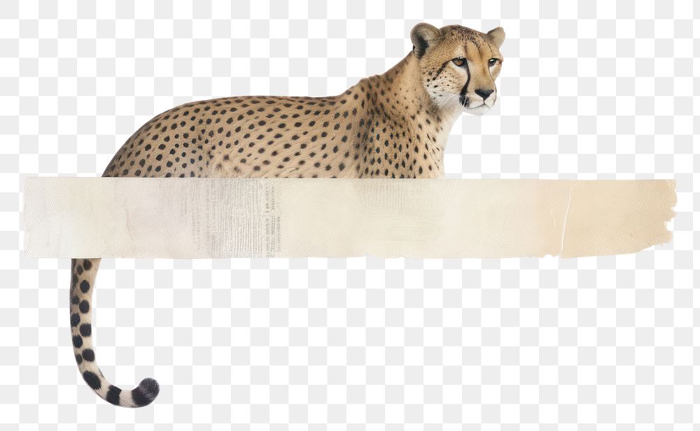 PNG Panther ephemera wildlife leopard cheetah.