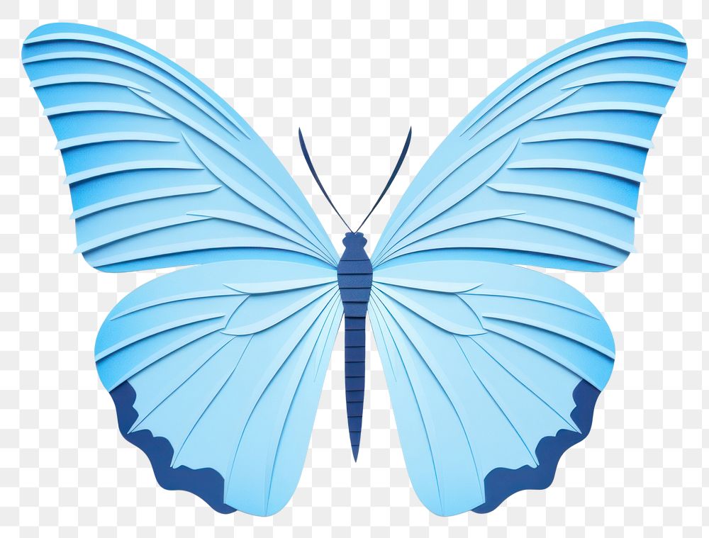 PNG Blue butterfly insect animal invertebrate.