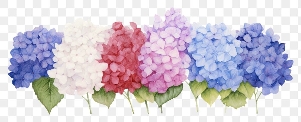 PNG Hydrangea flower plant white background.